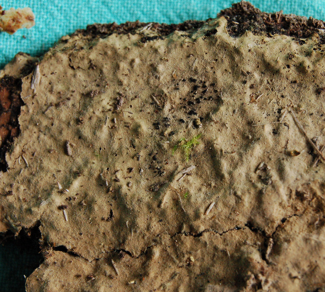 Botryobasidium isabellinum... un 